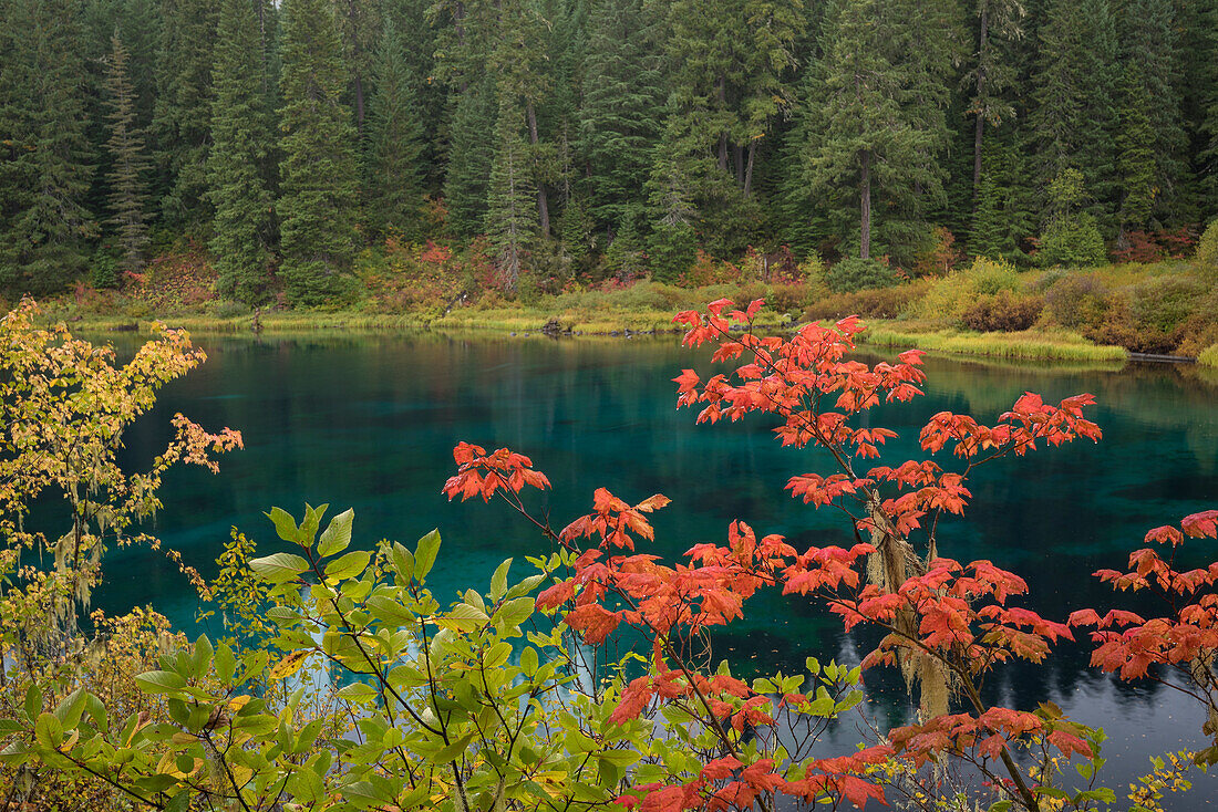 Herbstfärbung auf dem McKenzie River Trail am Clear Lake, Oregon.