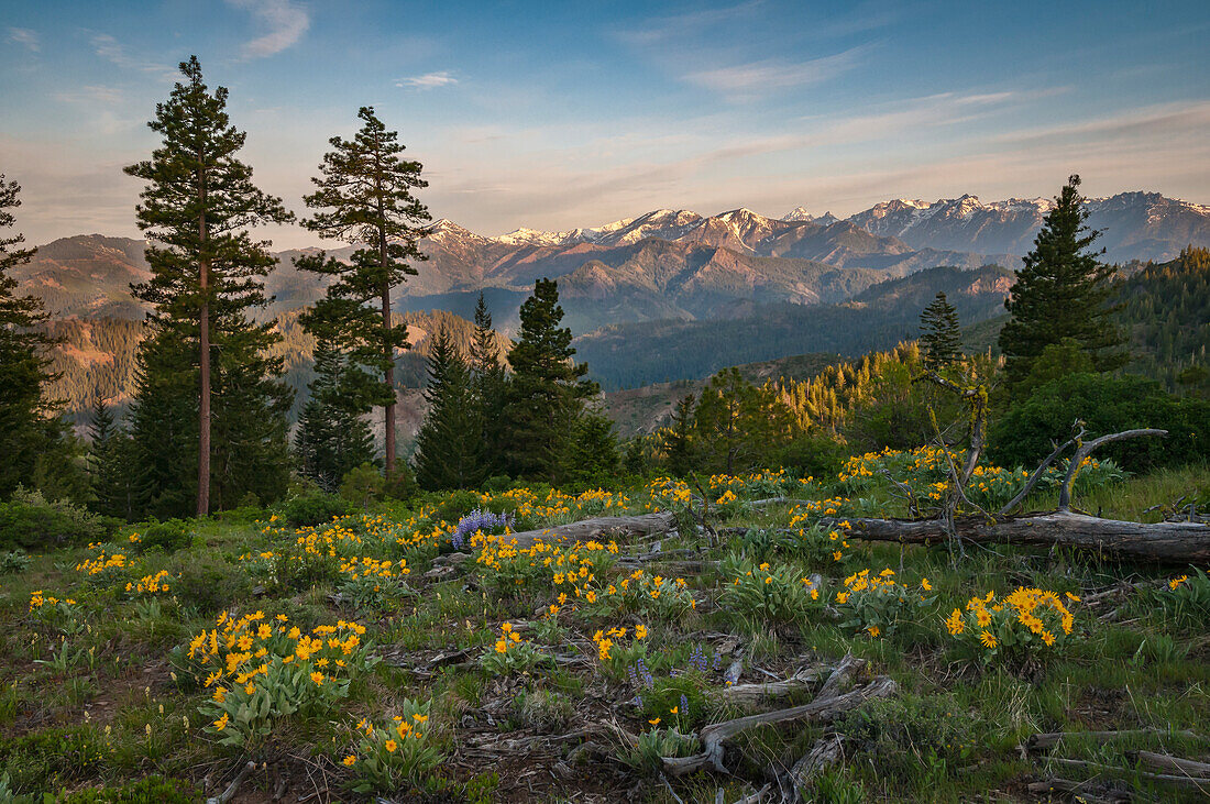 Lupine and Balsamroot, with Stuart Range mountains in background; Tronsen Ridge Trail above Blewett Pass, Washington.