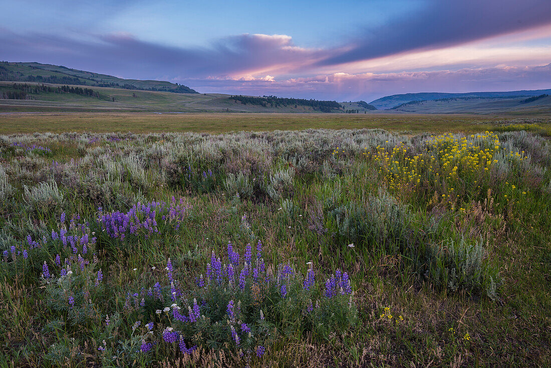 Lupine, sage, and rabbitbrush in Lamar Valley, Yellowstone National Park, Wyoming, USA.