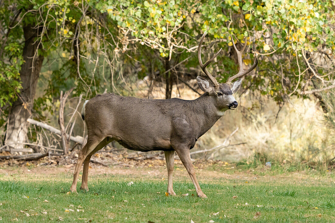 A buck or male Mule Deer, Odocoileus hemionus, with antlers in Capitol Reef National Park, Utah.