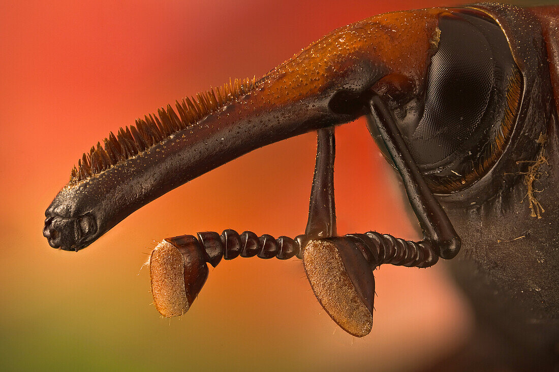 Rhynchophorus ferrugineus oder roter Palmenrüsselkäfer; er tötet alle Palmen in Spanien. Ursprünglich stammt er aus Südostasien, man nimmt an, dass er mit einigen aus Ägypten importierten Palmen nach Spanien kam.