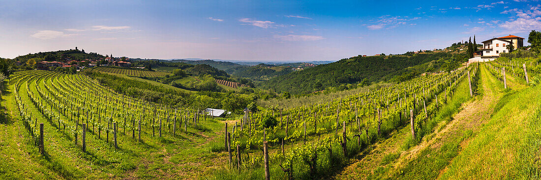 Kojsko, Goriska Brda, Slovenia. View of vineyards with Kojsko on the left and Gonjace on the right, Goriska Brda (Gorizia Hills), Slovenia, Europe