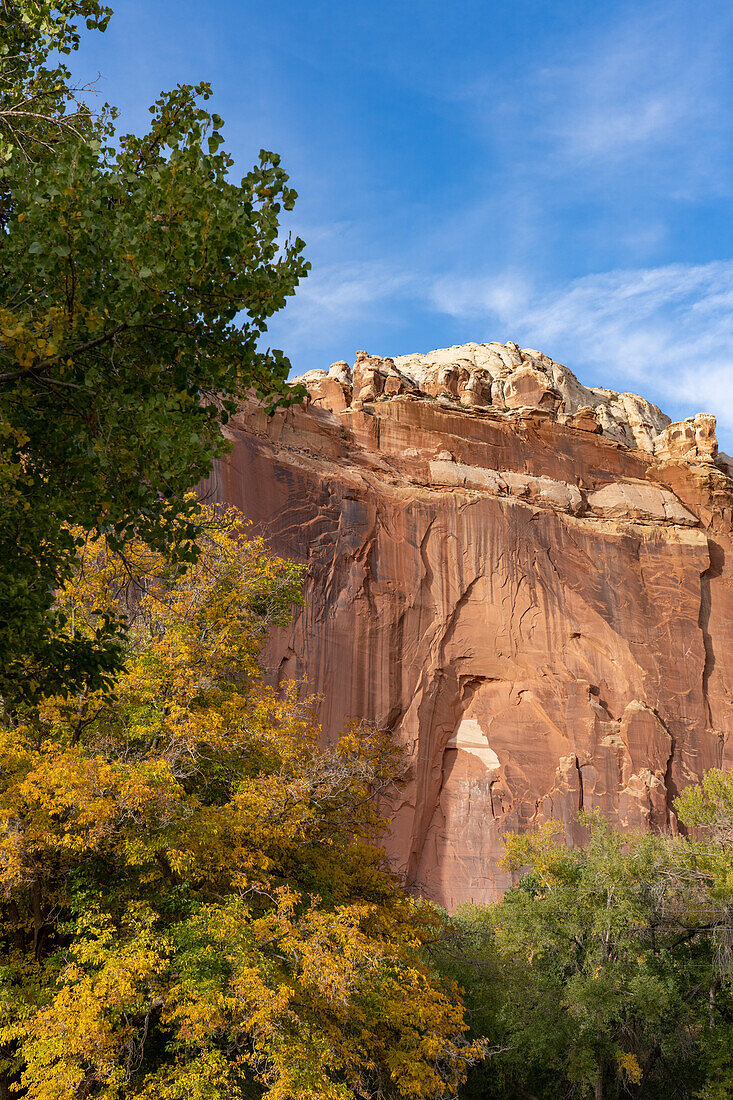 Cottonwood trees, Populus fremonti, in fall color and sandstone cliffs in Capitol Reef National Park, Utah.