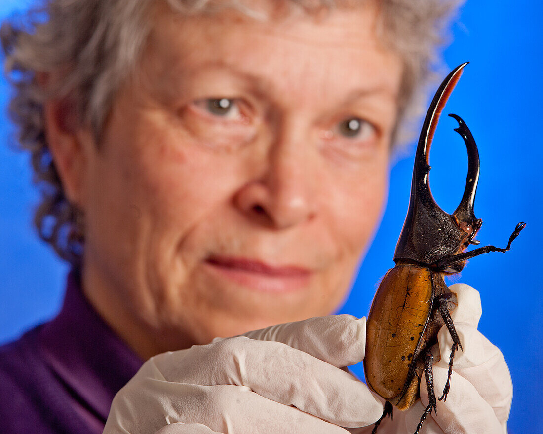 Scientist studying a Rhino Beetle in a lab