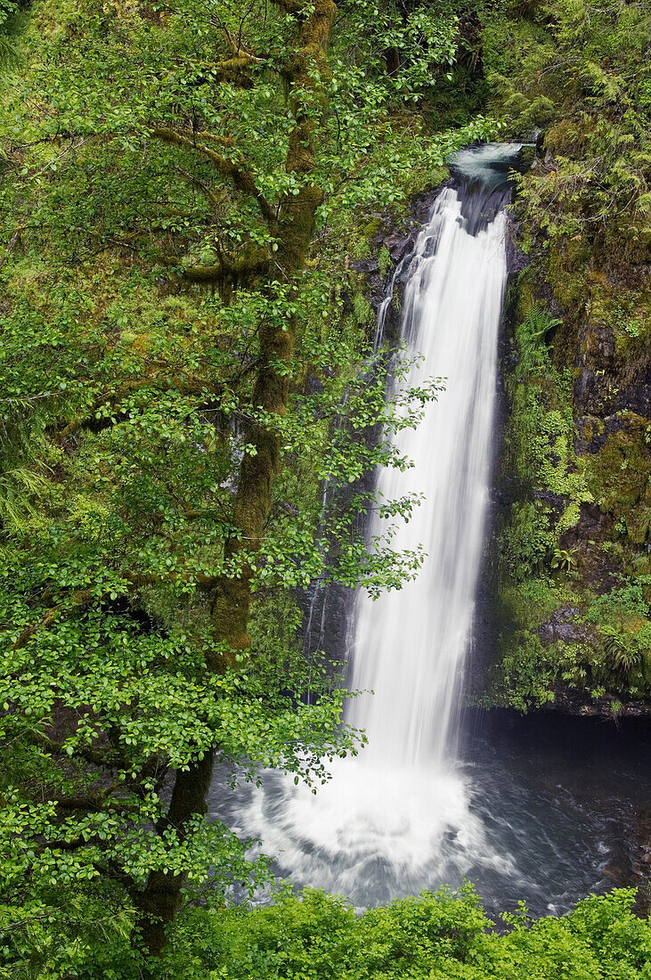 Drift Creek Falls, Siuslaw National Forest, Coast Range Mountains, Oregon.