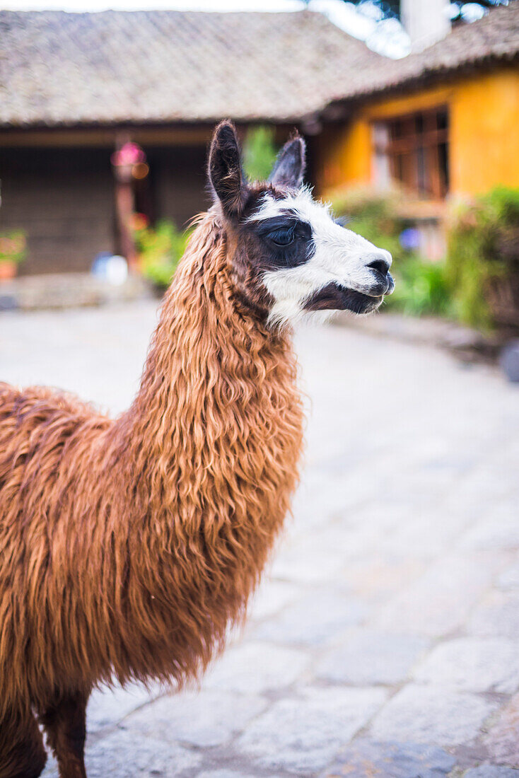 Lama in der Hacienda San Agustin de Callo, Luxus-Boutique-Hotel in der Nähe des Cotopaxi-Nationalparks, Ecuador, Südamerika
