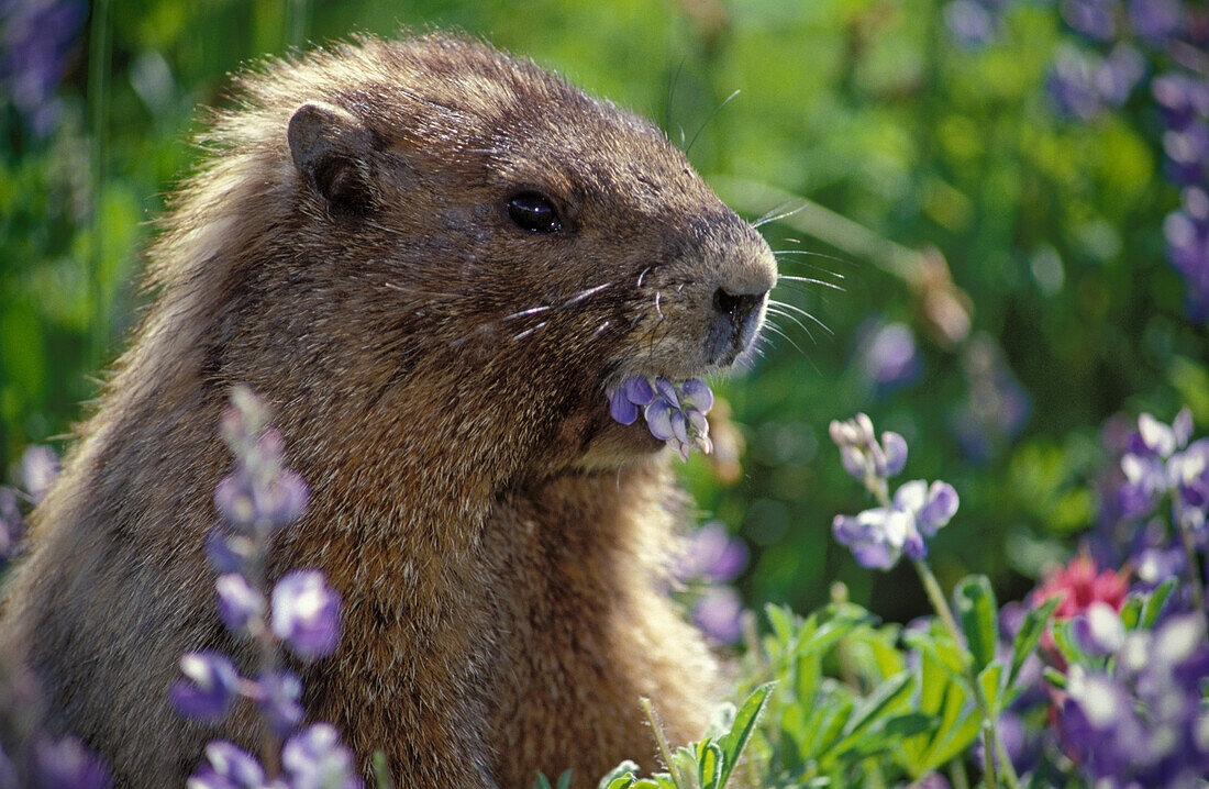 Murmeltier (Marmata caligata) beim Fressen von Lupinenblüten entlang des Alta Vista Trail im Paradise-Gebiet des Mount Rainier National Park, Washington...