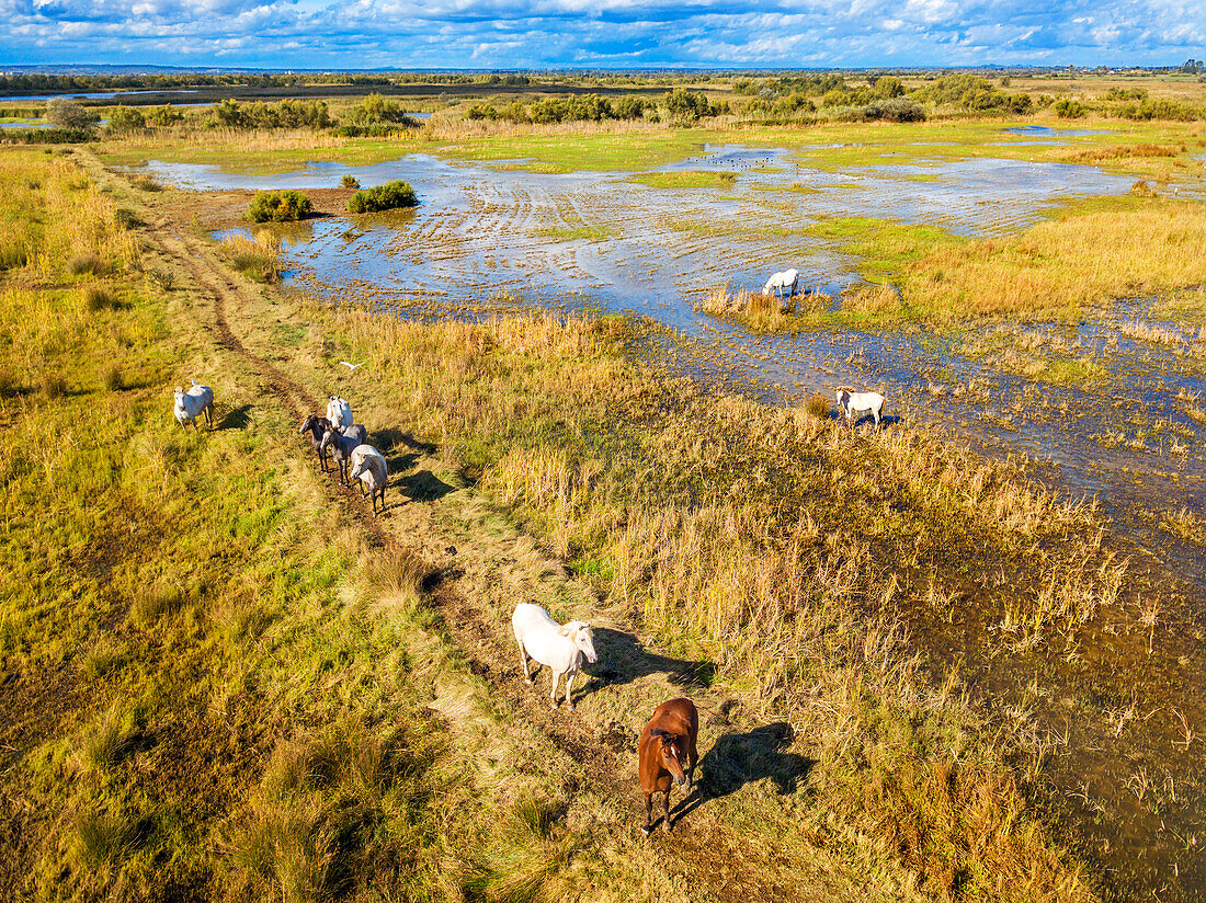 Camargue-Pferde (Equus caballus), Herde im Galopp durch Wasser, Saintes-Marie-de-la-Mer, Camargue, Le-Grau-du-Roi, Department Gard, Languedoc-Roussillon, Südfrankreich