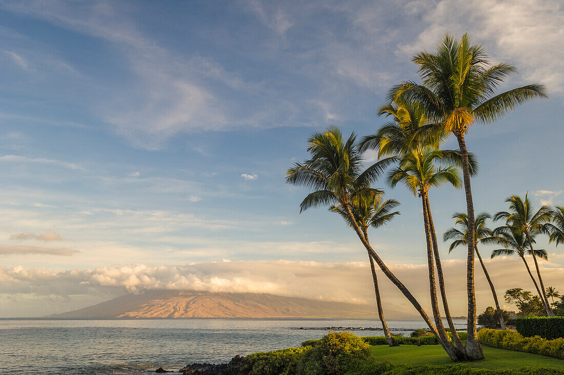 Coconut palm trees and west Maui mountains in early morning light from Wailea; Maui, Hawaii.