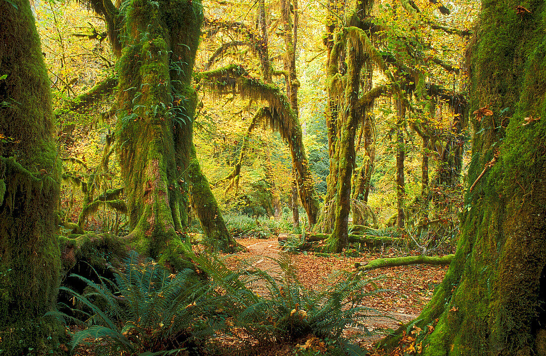 Hall of Mosses Trail in Hoh Rainforest, Olympic National Park, Washington.
