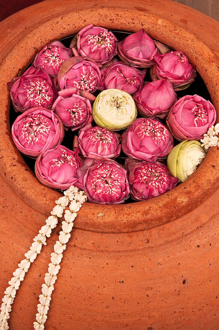 Lotus blossoms in terracotta pot at Siam Niramit; Bangkok, Thailand.