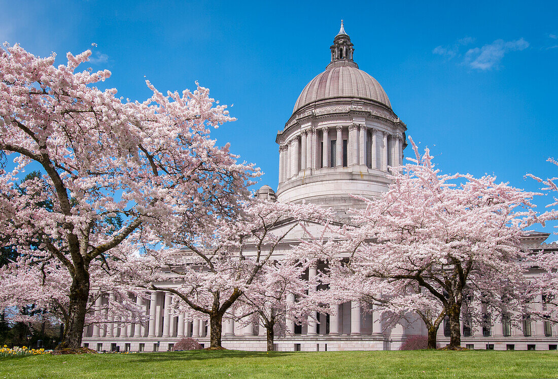 Washington State Capitol Legislative Building und blühende Kirschbäume in Olympia, Washington.