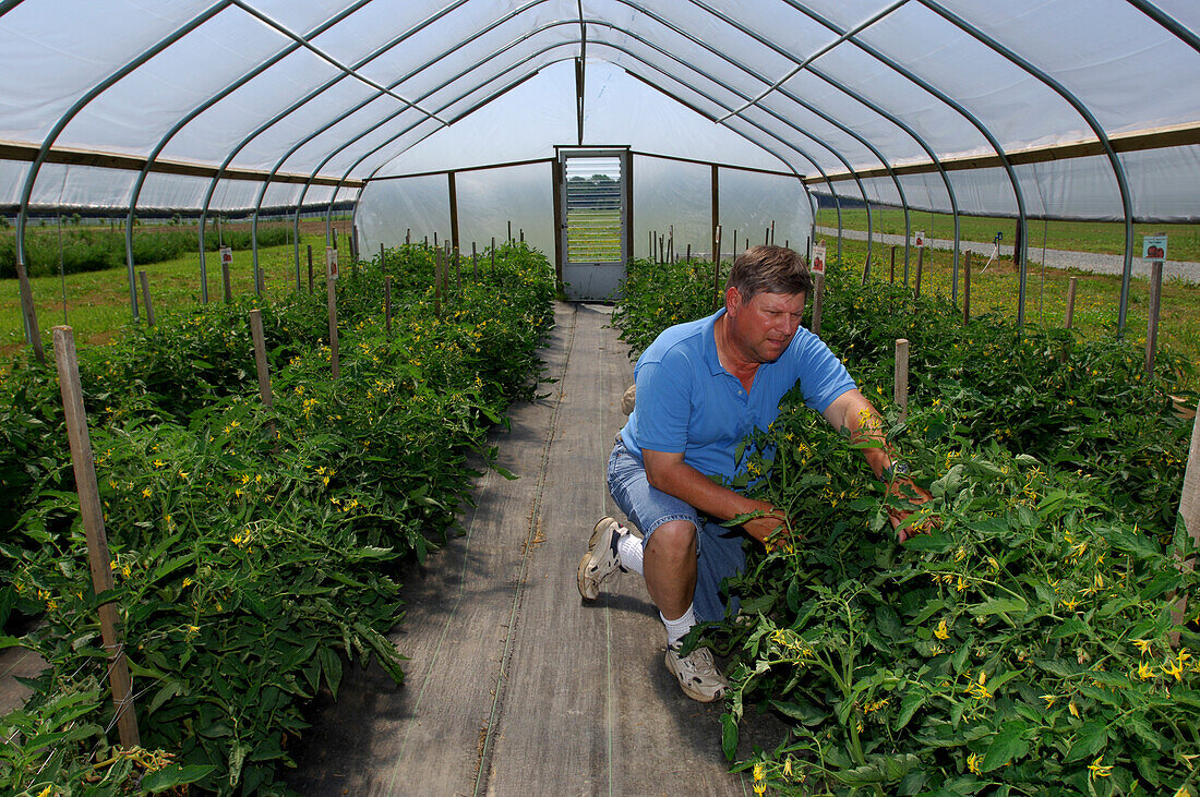 Researcher studying horticulture in a greenhouse