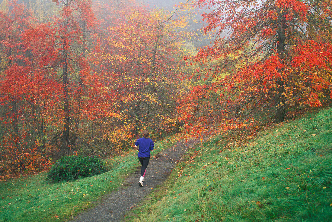 Jogger auf dem Wildwood Trail mit Bäumen in Herbstfarben; Hoyt Arboretum, Washington Park, Portland, Oregon.
