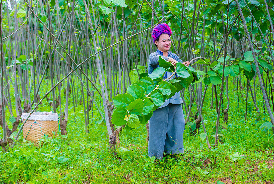 Birmanischer Bauer bei der Arbeit auf einem Feld im Shan-Staat Myanmar