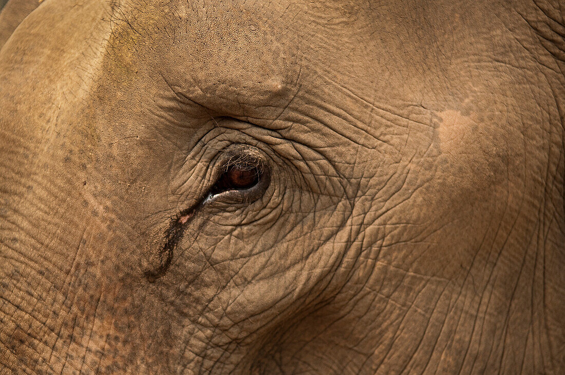 Nahaufnahme eines Elefantenauges und einer Elefantenhaut auf der Patara Elefantenfarm, Chiang Mai, Thailand.
