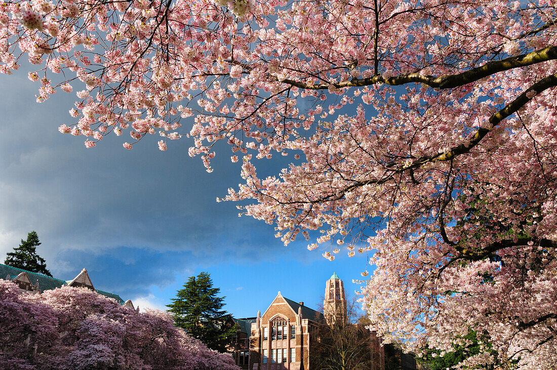 Blühende Kirschbäume auf dem Gelände der University of Washington in Seattle, Washington.