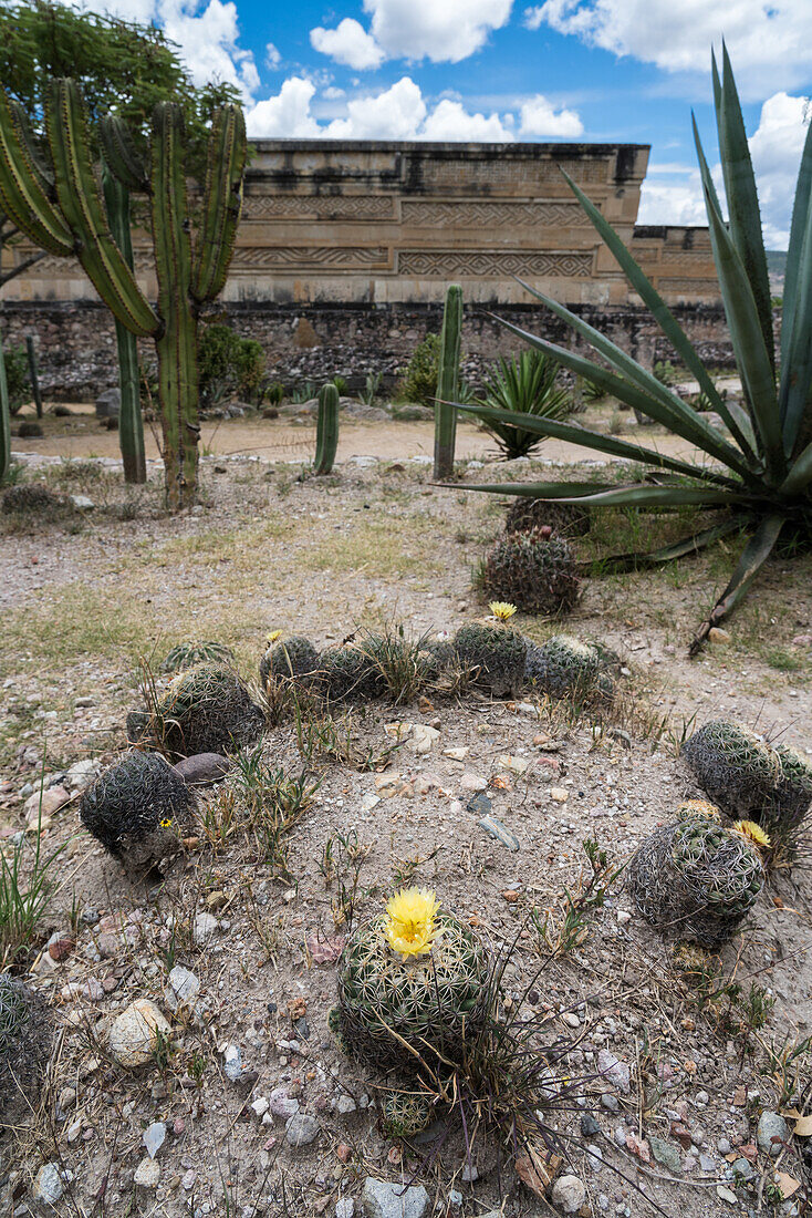 Eine blühende gelbe Kaktusblüte in den Ruinen der Zapotekenstadt Mitla in Oaxaca, Mexiko. Eine UNESCO-Weltkulturerbestätte. Der Palast, Gebäude 7, ist im Hintergrund zu sehen.