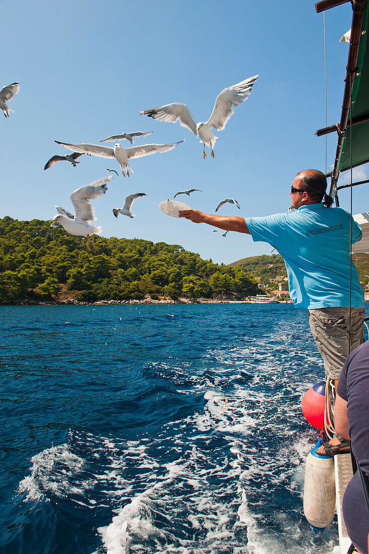 Reiseleiter auf einer Tagestour zu den Elaphiti-Inseln, Fütterung von Möwen, Elaphiti-Inseln, Kroatien. Dieses Foto zeigt einen Reiseleiter auf einer Tagestour zu den Elaphiti-Inseln bei der Fütterung der Möwen. Die Elaphiti-Inseln sind ein kleiner Archipel, der nur eine kurze Bootsfahrt von Dubrovnik entfernt an der dalmatinischen Küste Kroatiens liegt. Mit ihren ruhigen, rustikalen Dörfern, malerischen Kathedralen und der einladenden, blauen, kristallklaren Adria ist ein Besuch der drei Hauptinseln der Elaphiten, Sipan (Sipano), Kolocep (Kalamota) und Lopud, ein fantastischer Tagesausflug vo