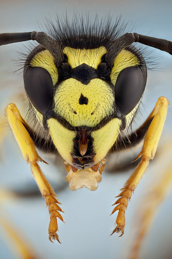 Ein Porträt einer recht häufigen Wespe, deren Zunge voll ausgefahren ist.