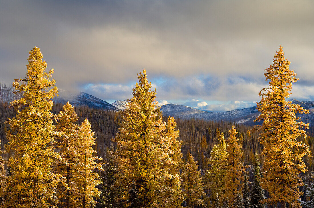 Western larch trees with late afternoon sun after snowstorm; Blue Mountains near Elkhorn Ridge summit, Wallowa-Whitman National Forest, eastern Oregon.