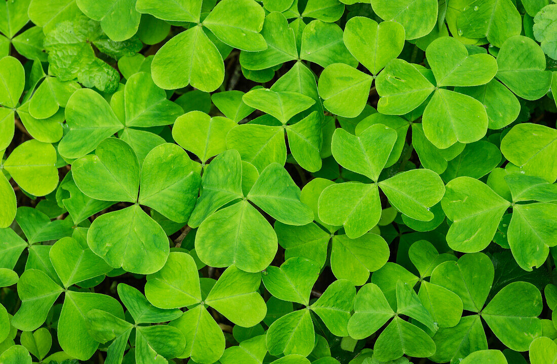 Oxalis or Wood Sorrel; Old Growth Ridge Trail, Whittaker Creek Recreation Area, Oregon.