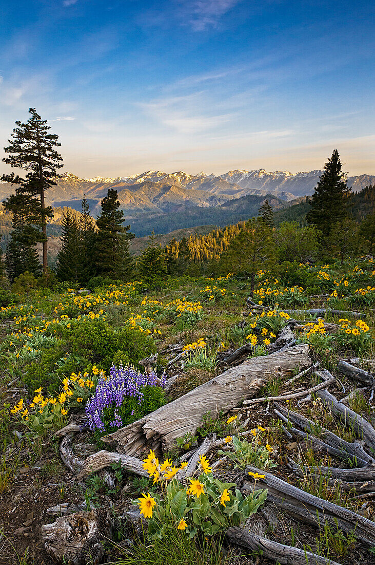 Balsamwurzel und Lupine, mit den Bergen der Stuart Range im Hintergrund; Tronsen Ridge Trail oberhalb des Blewett Pass, Washington.