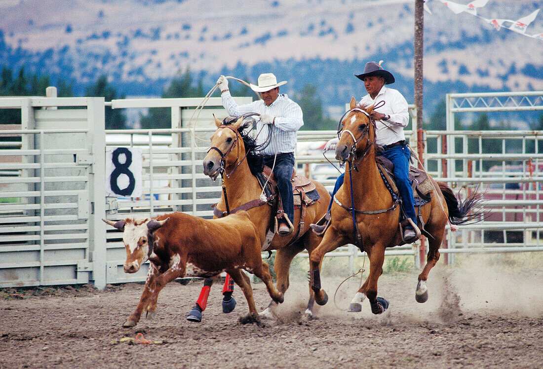Cowboys beim Kälber-Roping auf dem Rodeo der Pi-Ume-Sha Treaty Days Celebration, Warm Springs Indian Reservation, Zentral-Oregon.