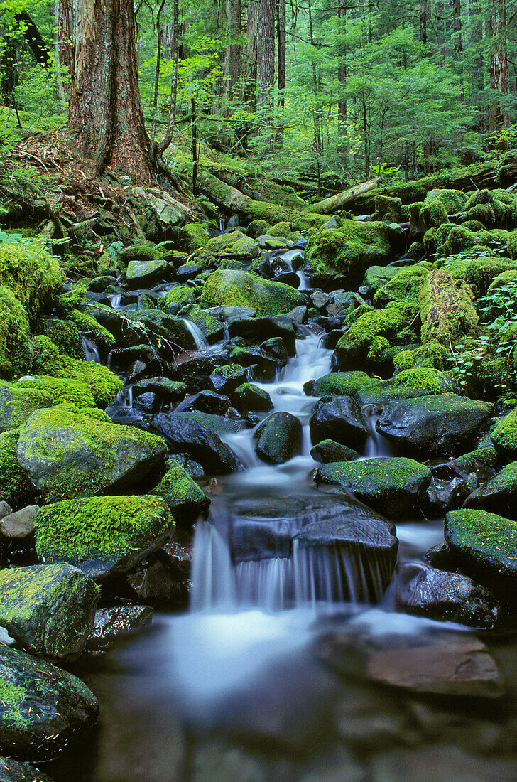 Kaskadenförmiger Bach entlang des Sol Duc Falls Trail; Olympic National Park, Washington.