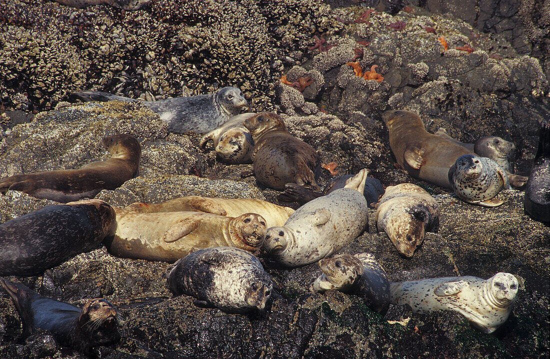 Harbor Seals resting on the rocks at Strawberry Hill State Wayside on the Oregon coast.