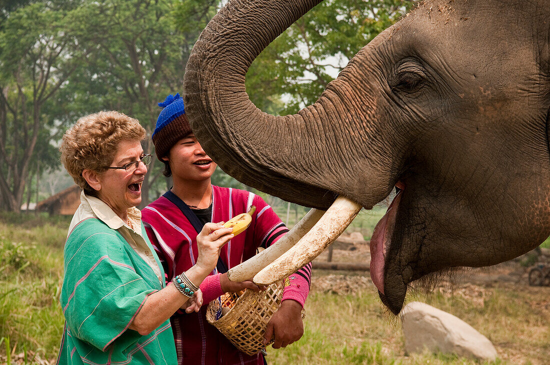Patara Elefantenfarm, Chiang Mai, Thailand: Besucher füttert einen Elefanten mit Bananen.