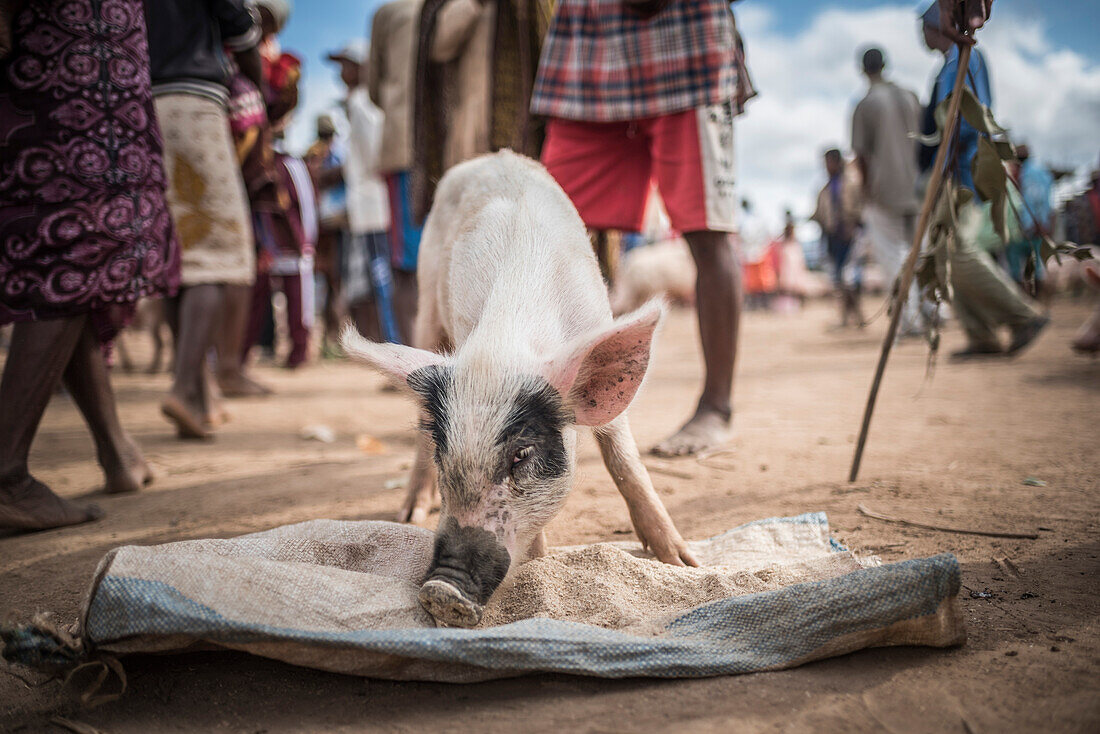 Andohasana Montag Schweinemarkt, Madagaskar Zentrales Hochland