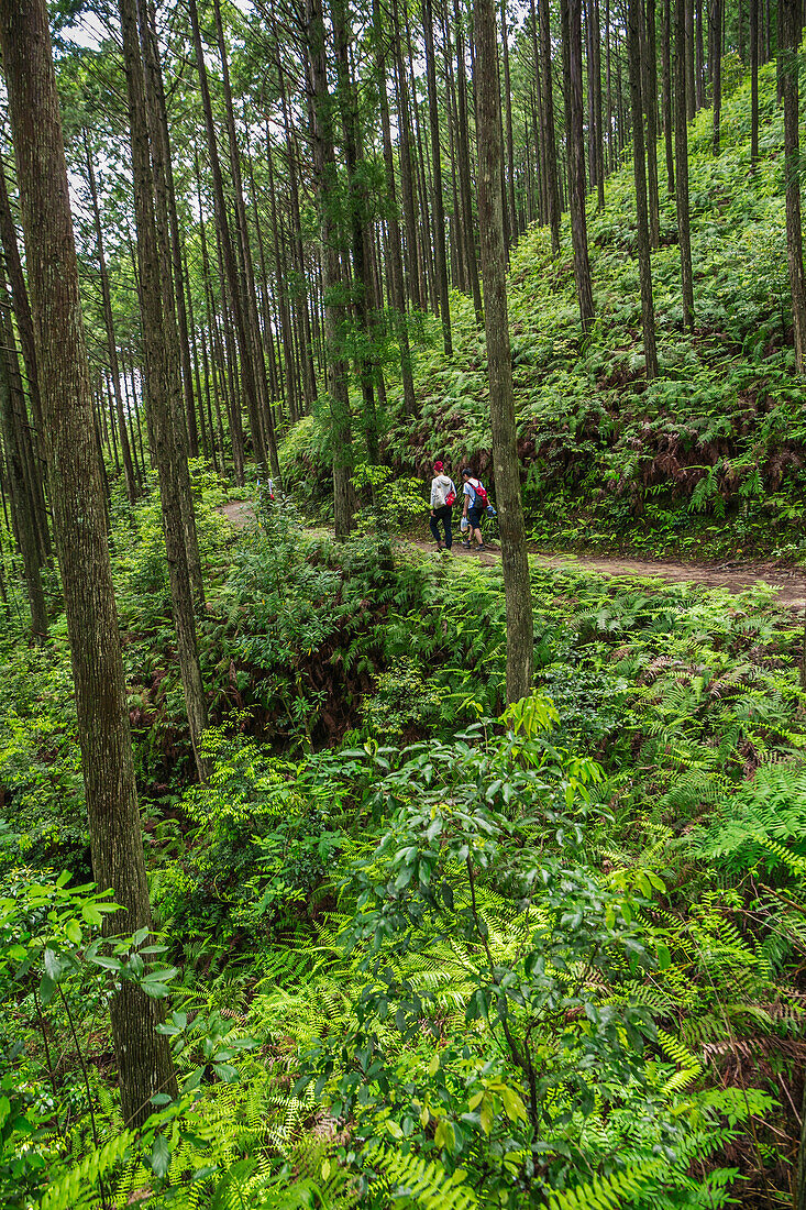 Kumano Kodo pilgrimage route. Way to the grand shrine, Kumano Hongu Taisha. Nakahechi. Wakayama Prefecture. Kii Peninsula. Kansai region. Honshü Island . UNESCO World Heritage Site. Japan