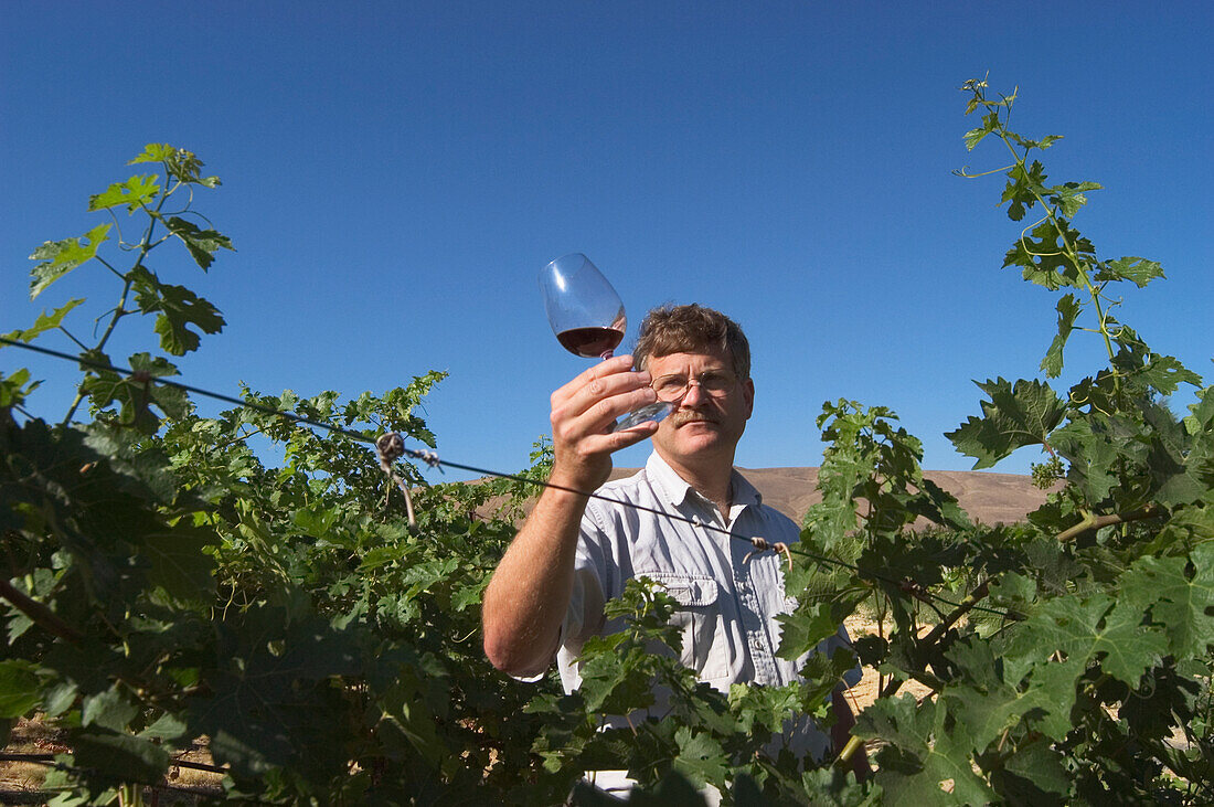 Rob Griffin, Winzer und Miteigentümer der Barnard Griffin Winery, prüft die Klarheit des Weins, indem er das Glas gegen das Licht hält; Columbia Valley, Washington. .#D0307546