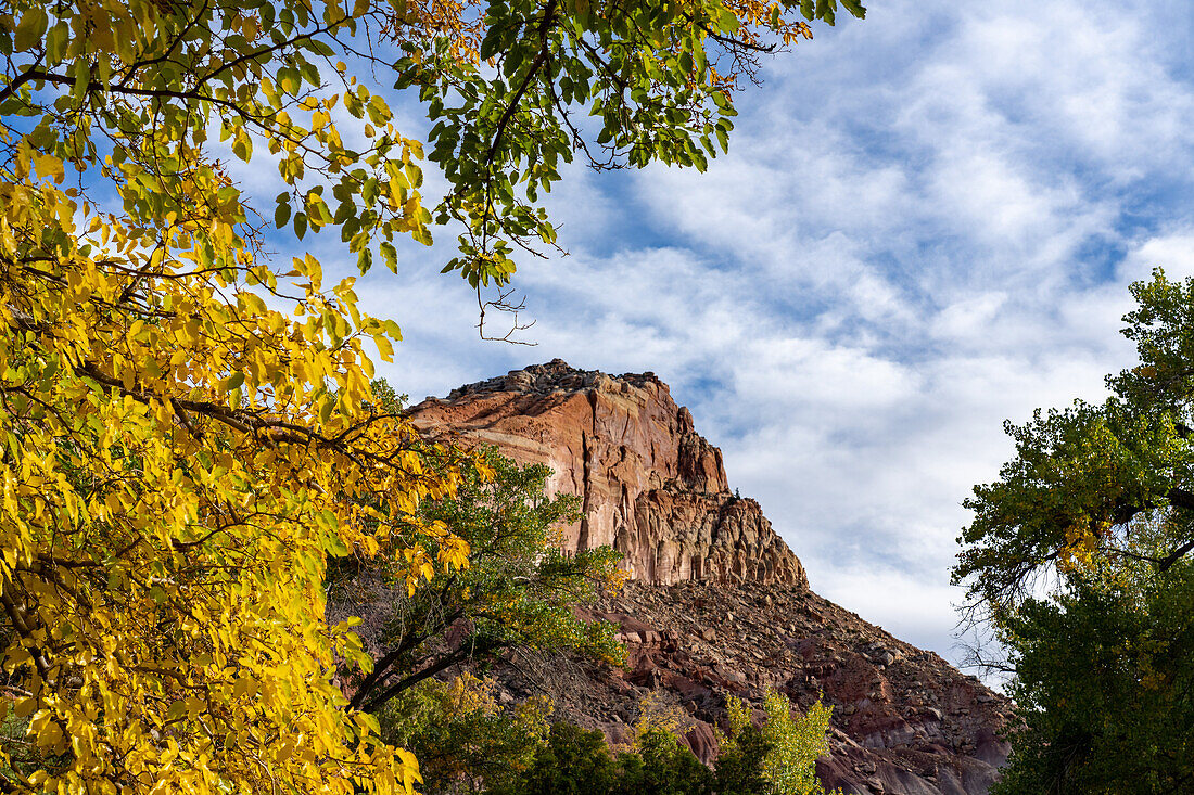 Herbstlich gefärbte Cottonwood-Bäume, Populus fremonti, und Sandsteinfelsen im Capitol Reef National Park, Utah.