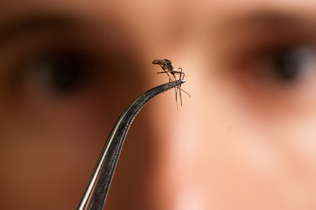 Studentin untersucht eine Mücke
