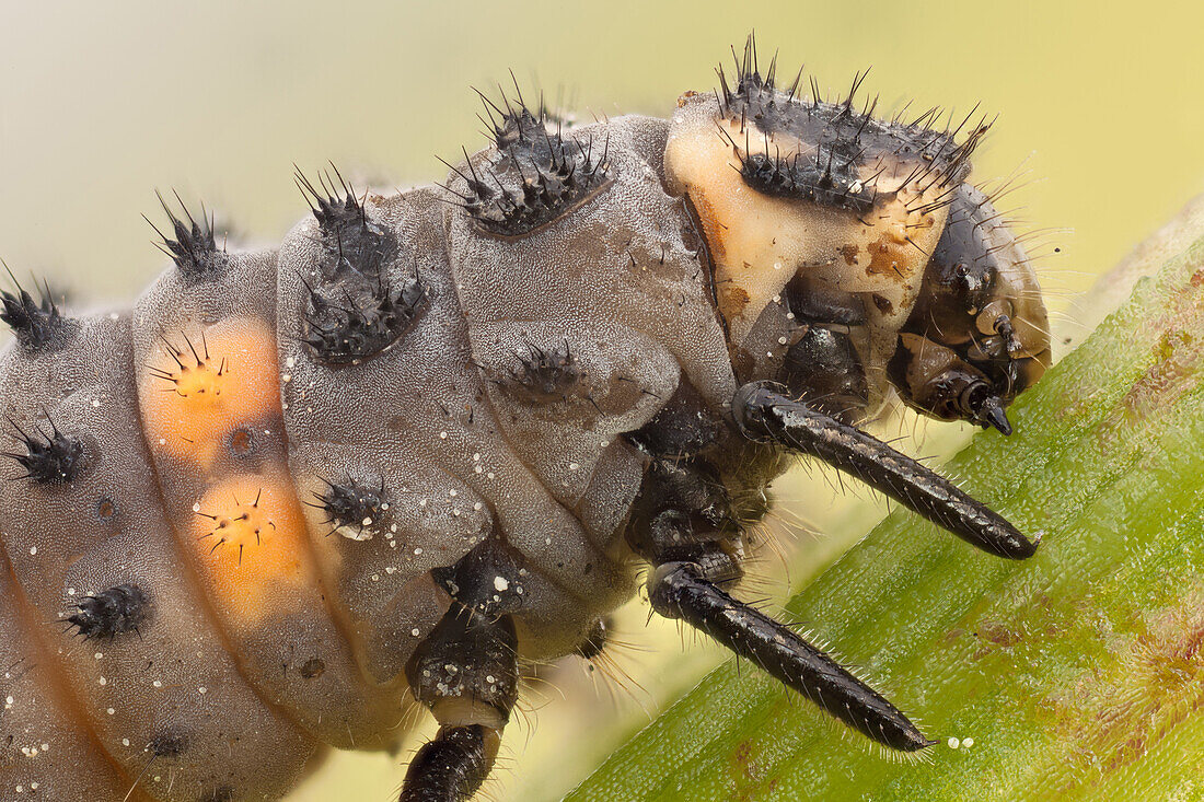 Dies ist der häufigste Marienkäfer in Europa, der in vielen Ländern zur Schädlingsbekämpfung eingeführt wurde, da er ein gefräßiger Räuber von Blattläusen ist.