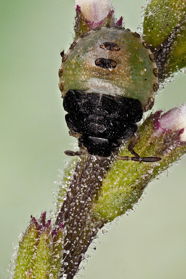 Eine echte Wanzennymphe auf einer Wildblume. Ihre Tarnung macht es sehr schwierig, sie zu entdecken. Echte Wanzen-Nymphen durchlaufen viele verschiedene Stadien, bevor sie erwachsen werden