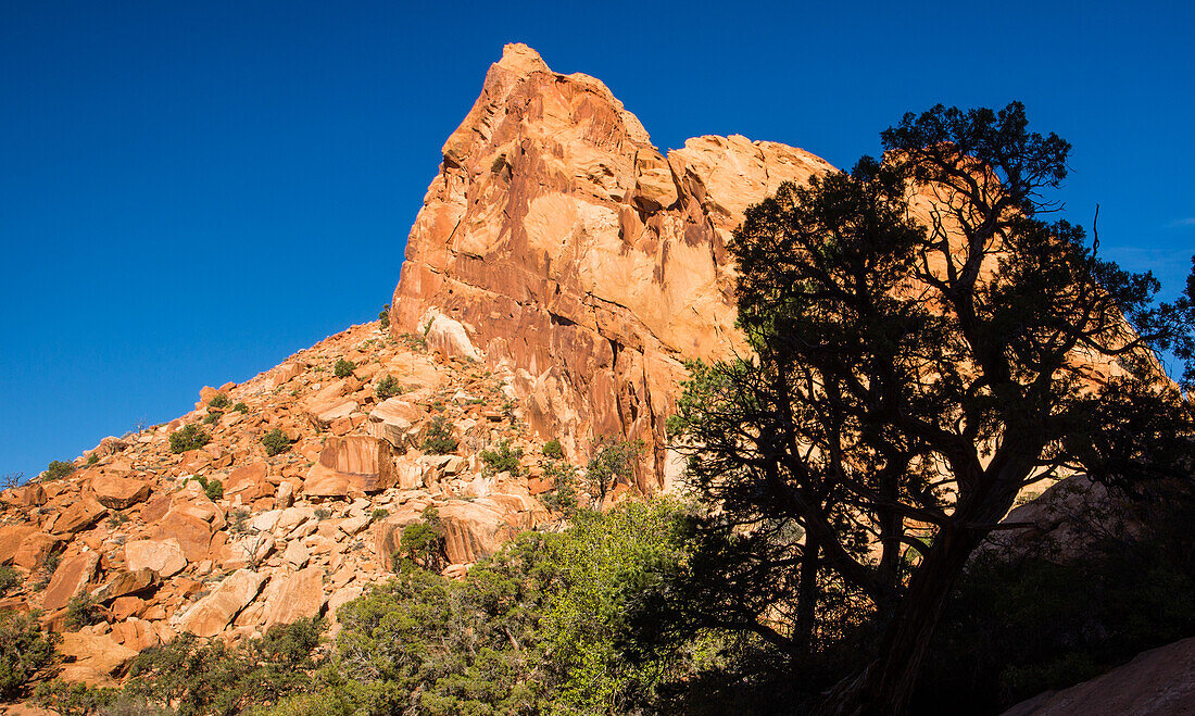 Sandsteinfelsen im Muley Twist Canyon im Capitol Reef National Park in Utah.