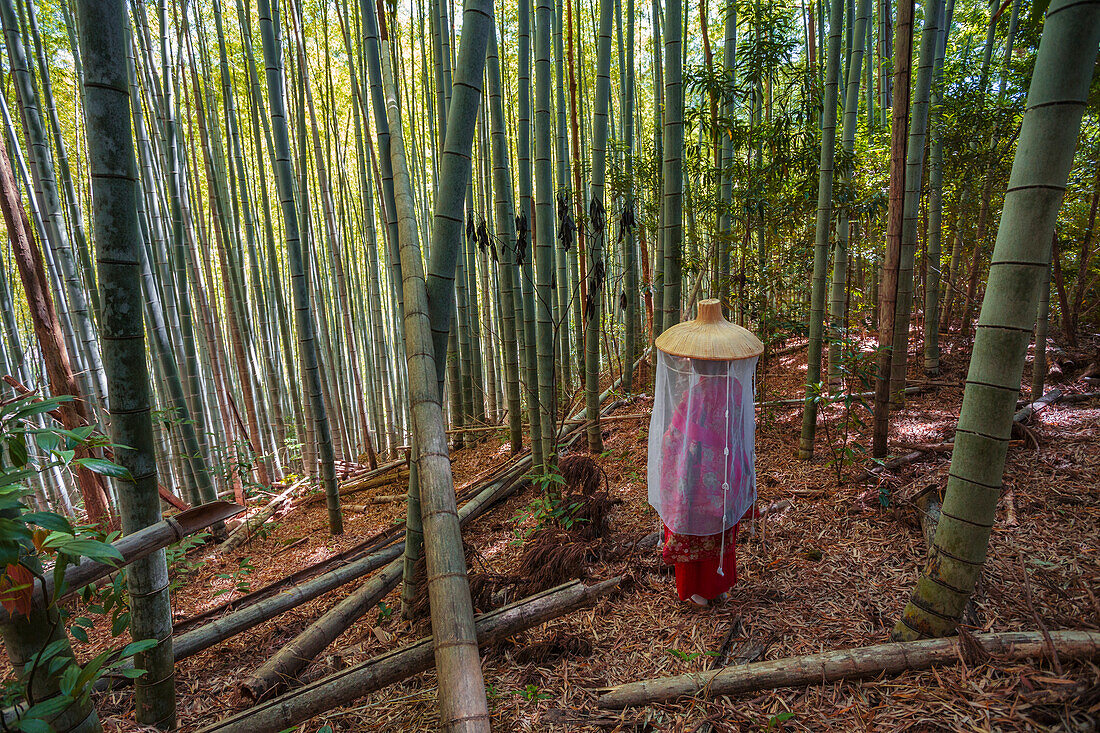 Kumano Kodo Pilgerweg. Daimon-zaka-Hang. Bambusbäume. Präfektur Wakayama. Kii-Halbinsel. Region Kansai. Insel Honshü. UNESCO-Welterbe. Japan