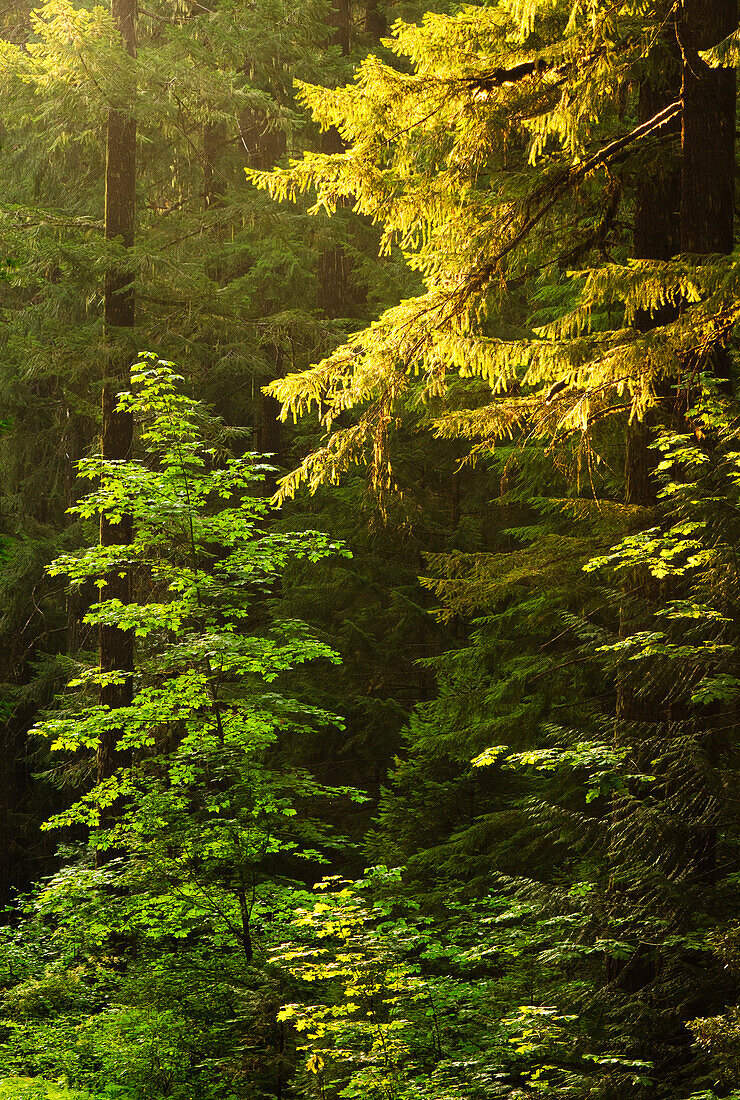 Bäume im frühen Morgenlicht; Trailbridge Reservoir, Willamette National Forest, Oregon.