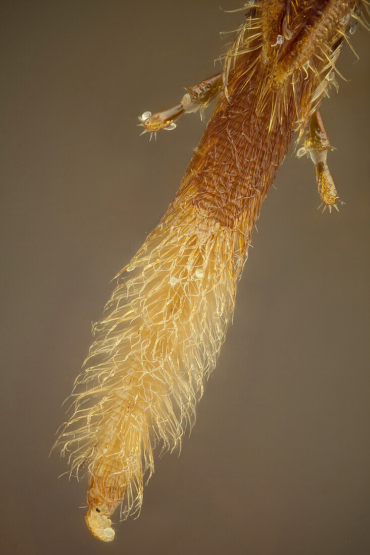 A small detail of the bee's tongue tip, it is hairy which healps to soak up nectar