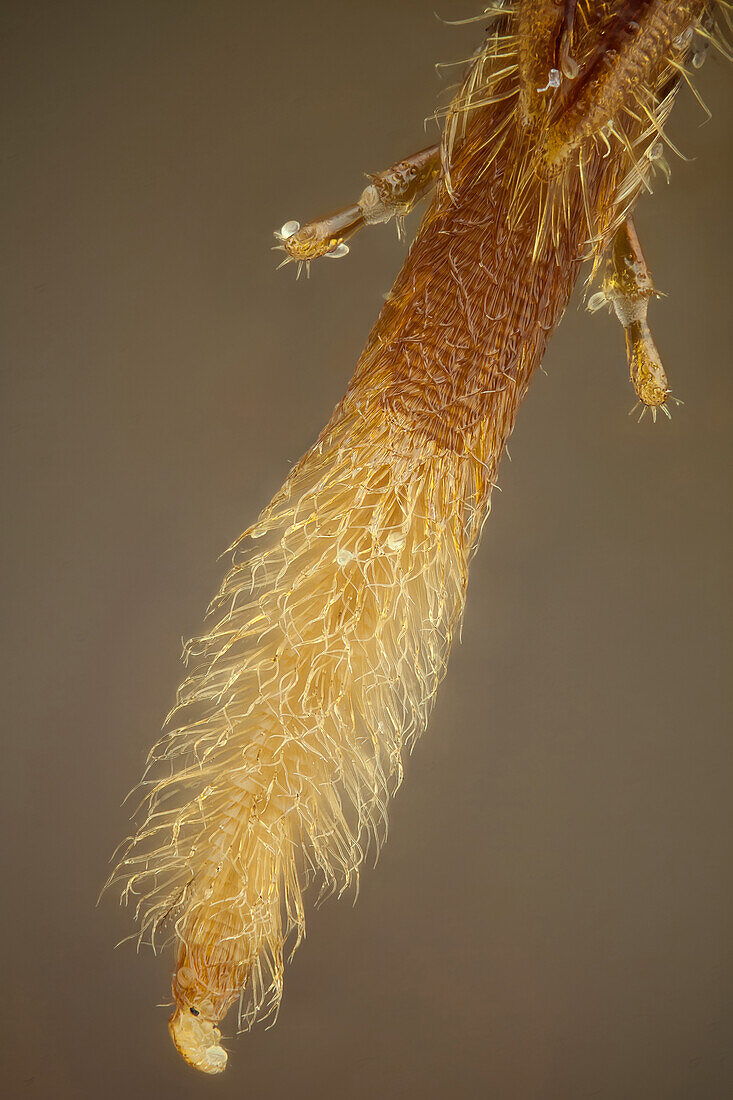 Ein kleines Detail der Zungenspitze einer Biene: Sie ist behaart und saugt den Nektar auf.
