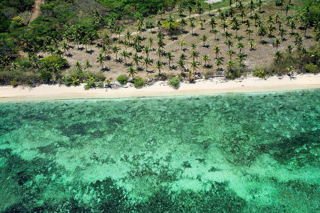 Luftaufnahme von Kokospalmen an der Küste von Viti Levu, Fidschi