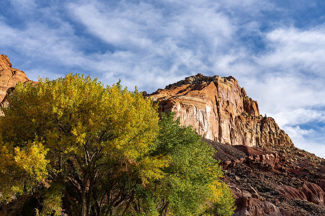 Cottonwood trees, Populus fremonti, in fall color and sandstone cliffs in Capitol Reef National Park, Utah.