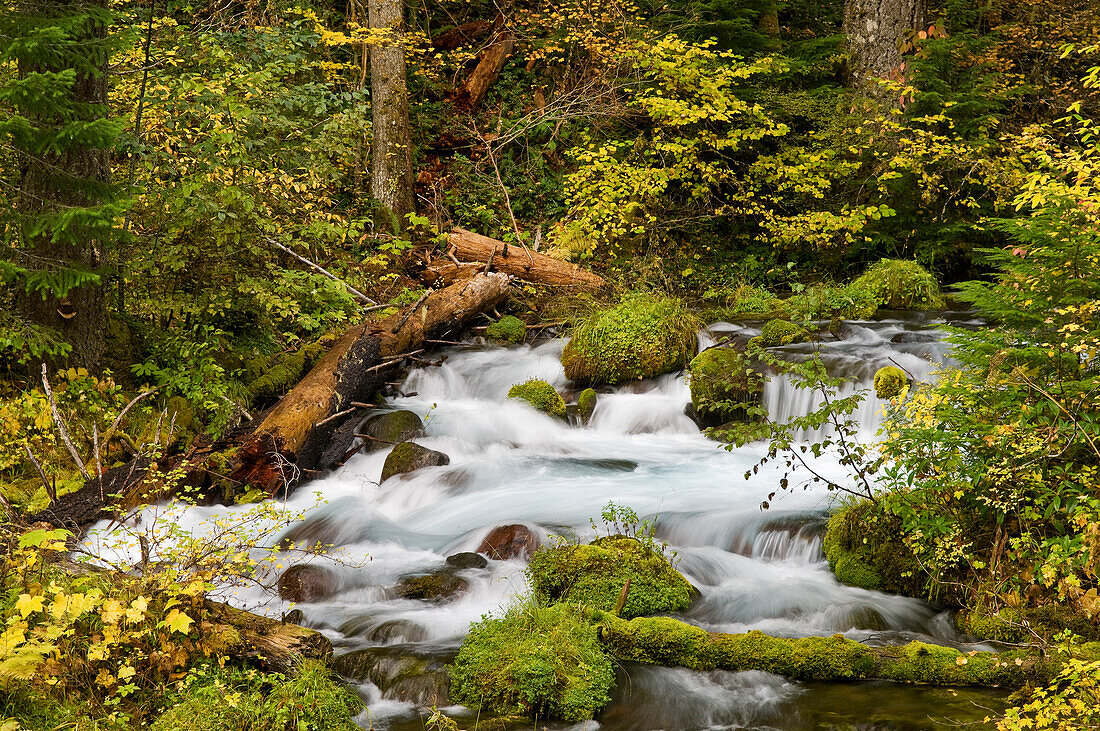 Roaring River, Aufderheide Memorial Drive, Willamette National Forest, Oregon.