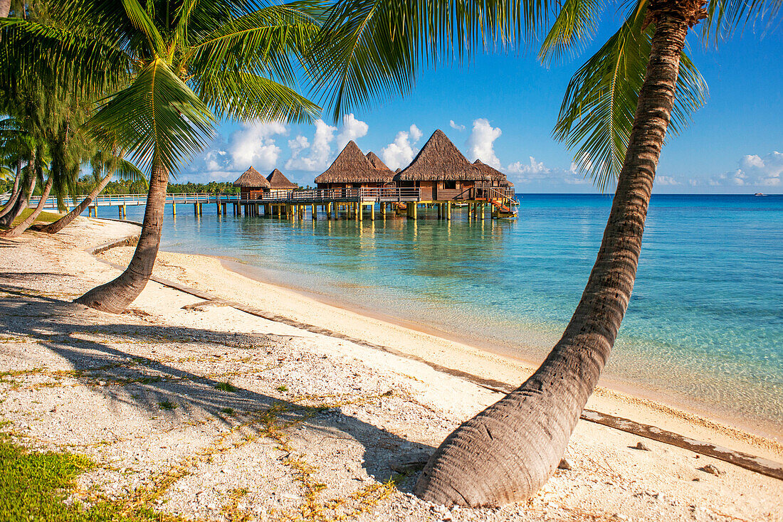 Palms and beach of the Luxury Hotel Kia Ora Resort & Spa on Rangiroa, Tuamotu Islands, French