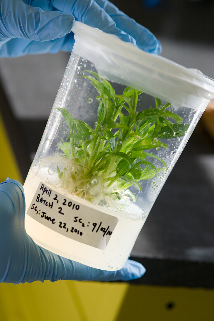 Plant tissue culture in a test tube