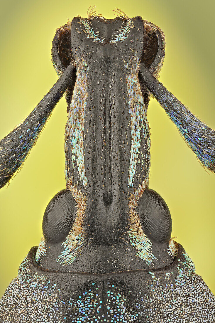 These weevils are among the most colorfull ones in the world, the colour may serve as a warning to predators that they do not taste very well.
