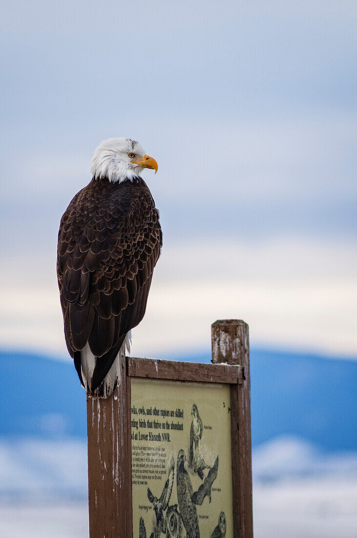 Bald eagle perched on an interpretive sign on the auto tour route in Lower Klamath National Wildlife Refuge on the Oregon-California border.